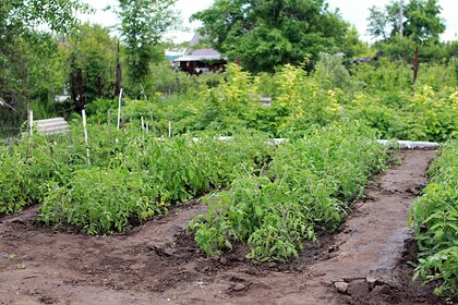 Дачникам дали советы по борьбе с сорняками